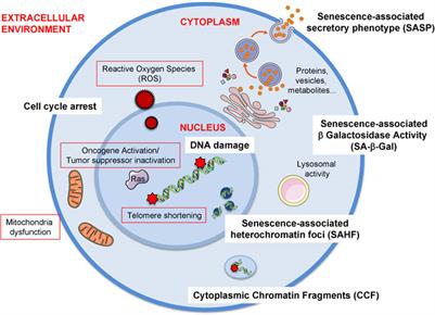 Frontiers Cellular Senescence And Ageing Mechanisms And Interventions